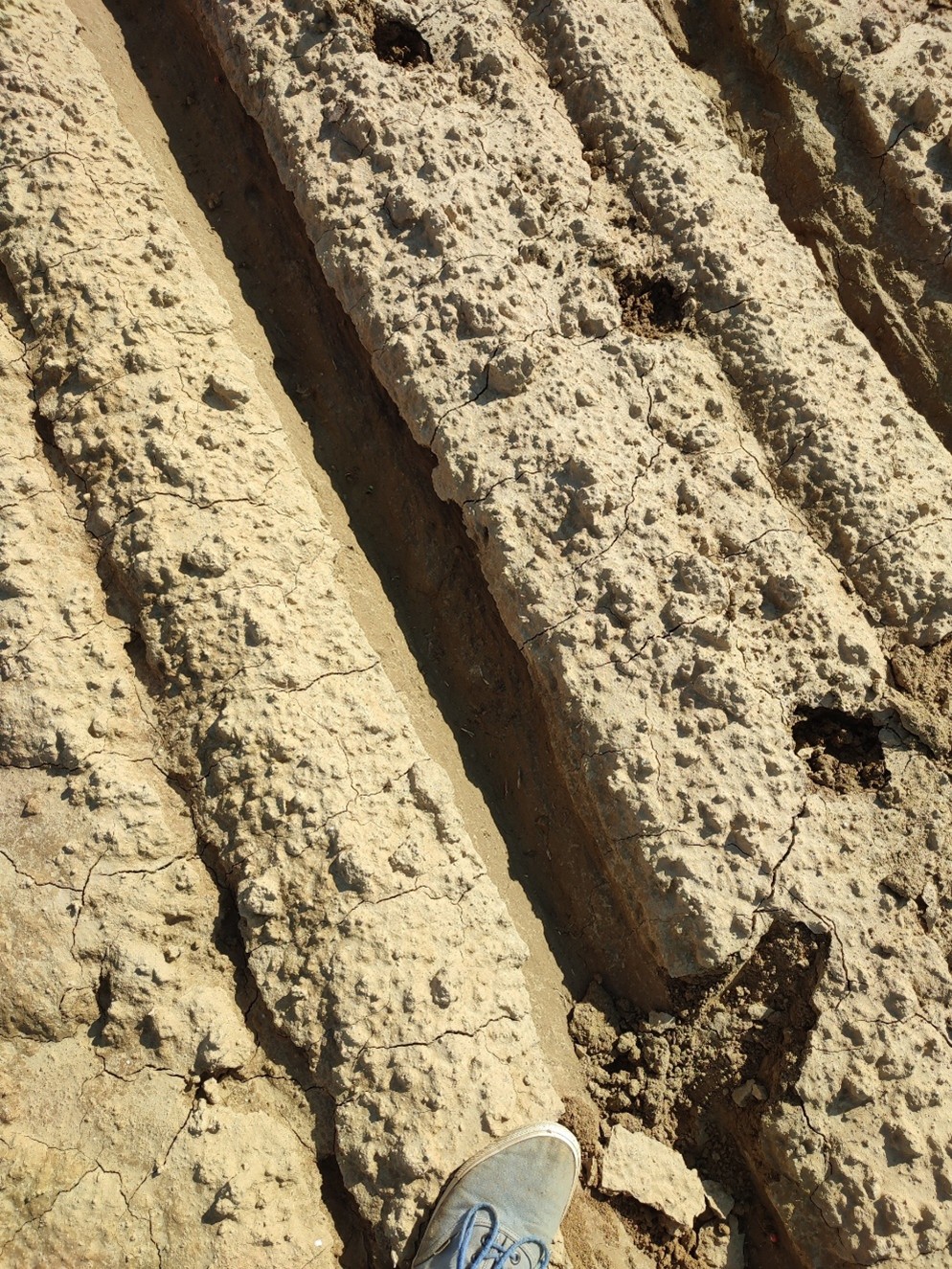 "érkezett ugyanis egy heves zápor, ami 15 centiméter szélesen és mélyen kimosta a magárkot és vitte magával a domb aljáig az összes vetőmagot, műtrágyát és vegyszert" | Fotó: Bakocs Marcell