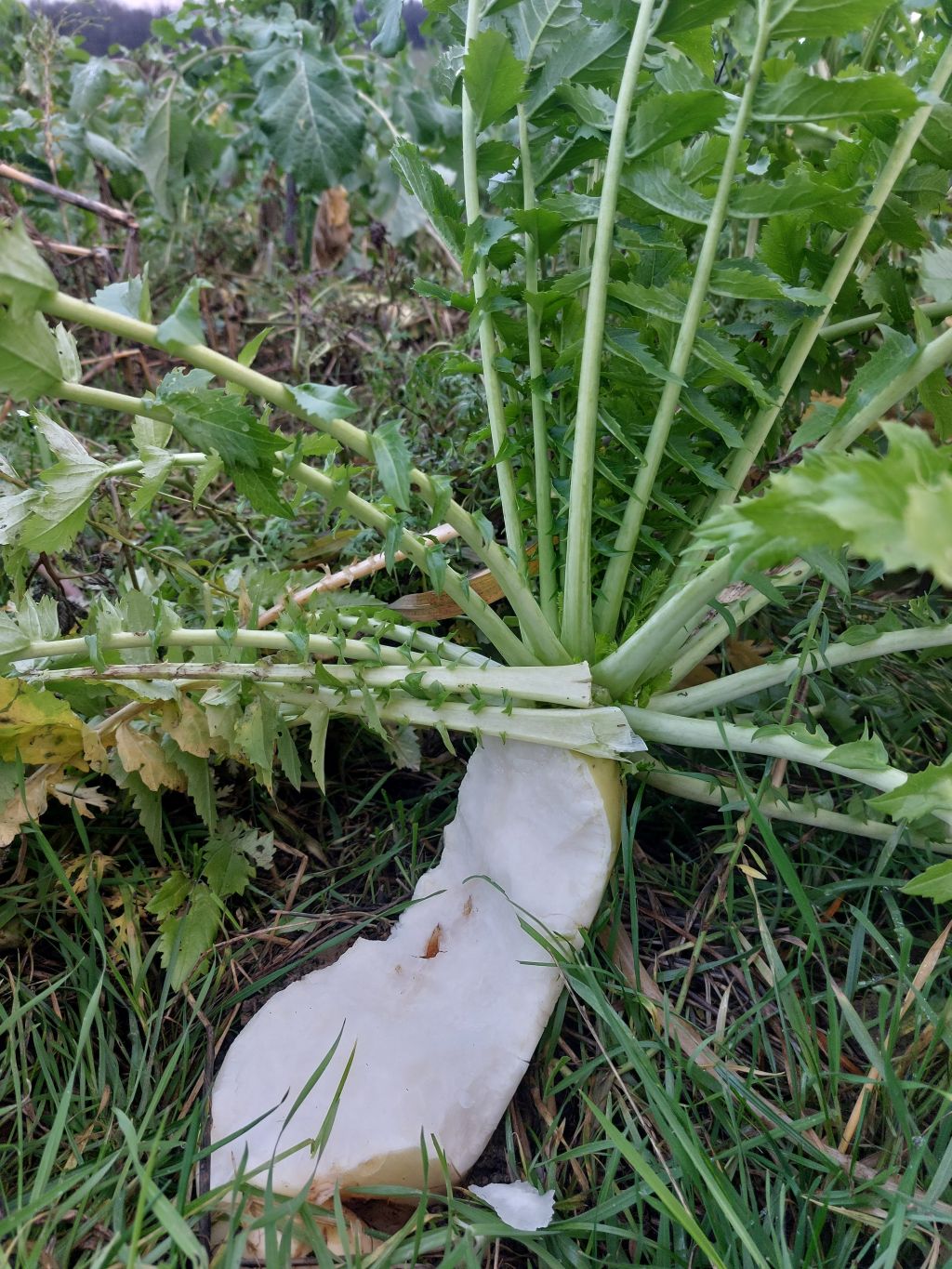 "a vad által megrágott talajművelő retek" | Fotó: Horváth Péter Brúnó