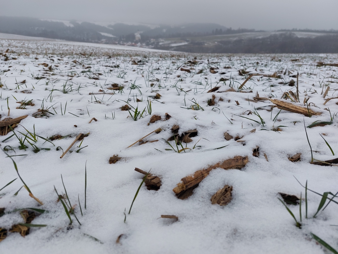 "szármaradvány és takarónövény fedi a talajt" | Fotó: Horváth Péter Brúnó